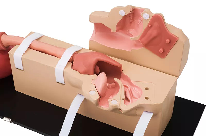 Erler-Zimmer OGD Oesophago Gastro Duodenoskopie Simulator