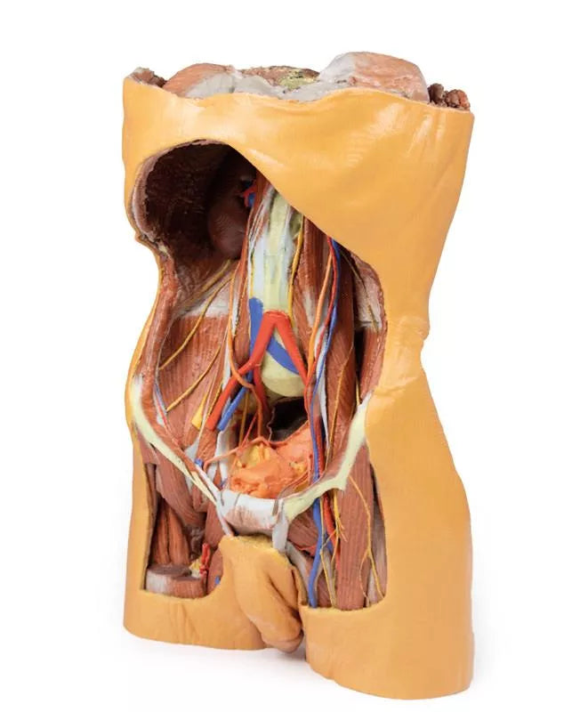 Erler-Zimmer Posteriore Abdominalwand