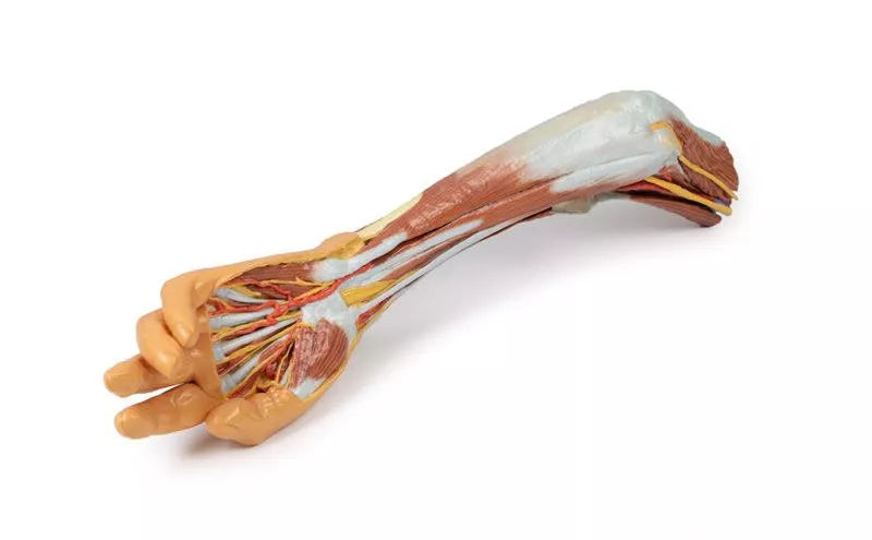 Erler-Zimmer Obere Extremität – Ellenbogen, Unterarm und Hand