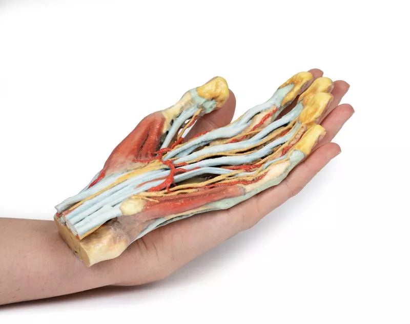 Erler-Zimmer Hand
