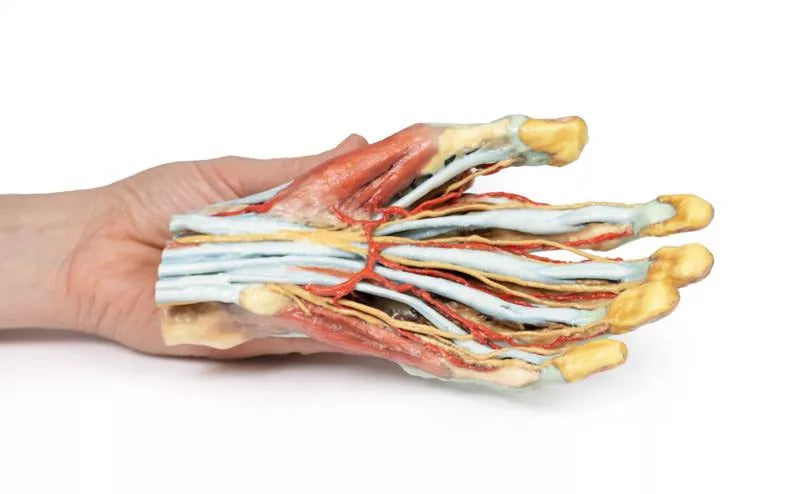 Erler-Zimmer Hand