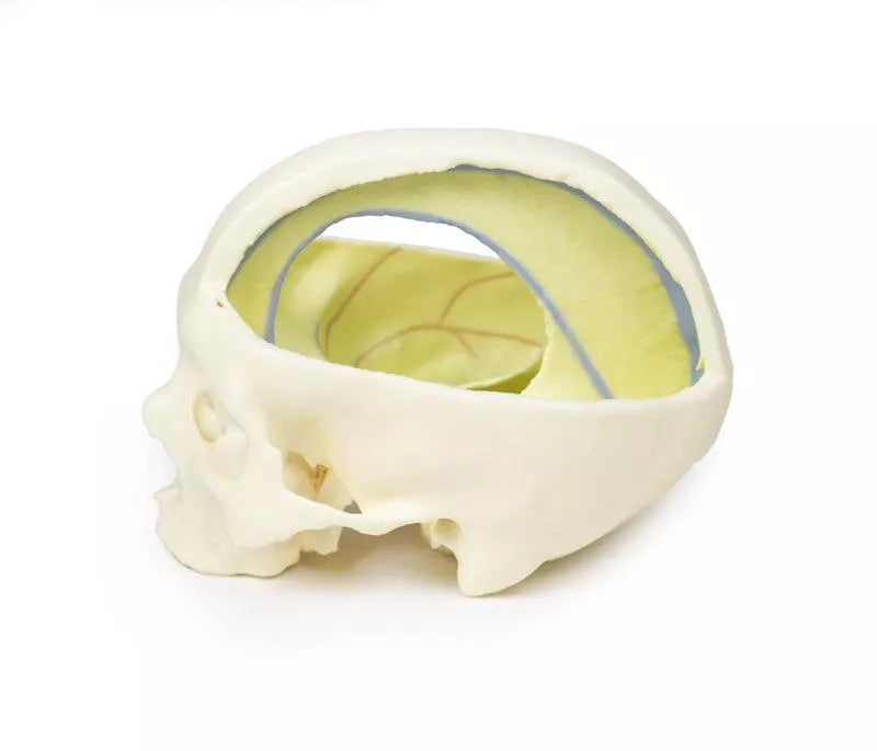 Erler-Zimmer Schädelmodell mit Ansatz der Dura mater