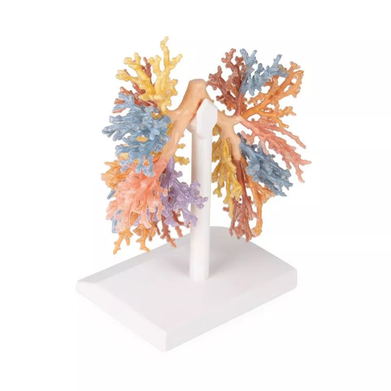 Erler-Zimmer Bronchialsystem