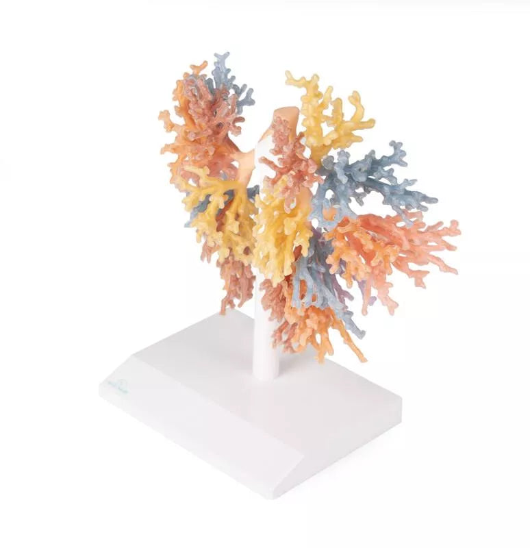 Erler-Zimmer Bronchialsystem