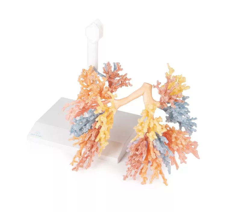 Erler-Zimmer Bronchialsystem