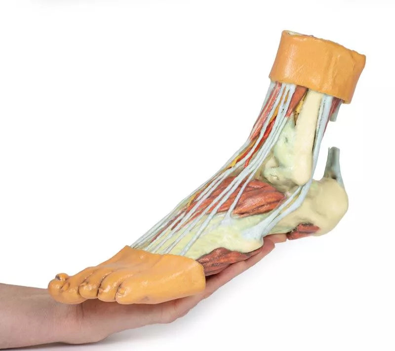 Erler-Zimmer Fuß – Strukturen der Plantarfläche