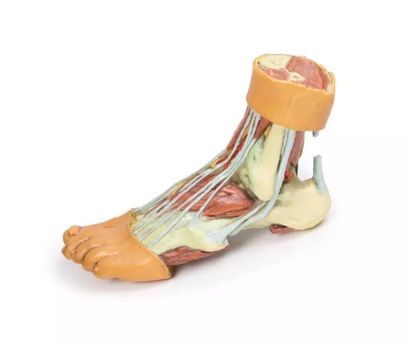 Erler-Zimmer Fuß – Strukturen der Plantarfläche
