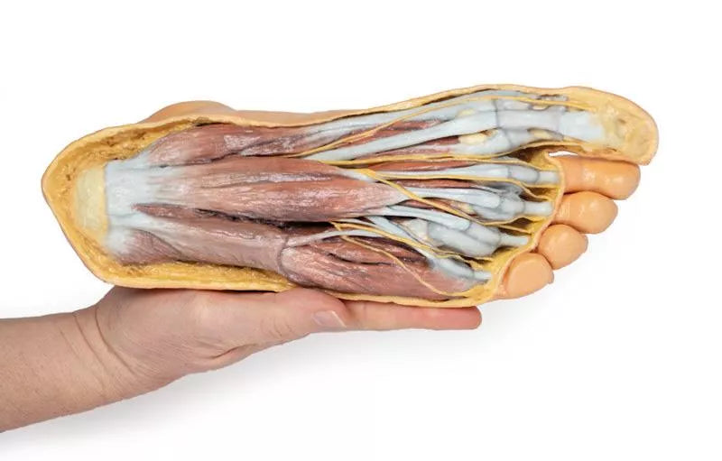 Erler-Zimmer Fuß – Plantarfläche und oberflächliche Präparation des Dorsum pedis