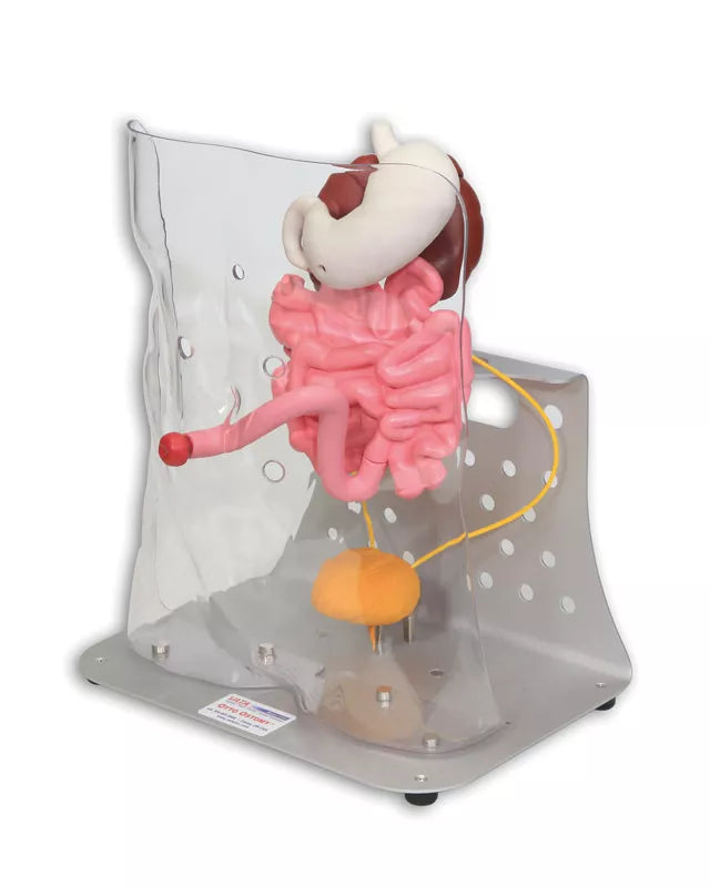 Erler-Zimmer Otto Ostomy Modell erweitert