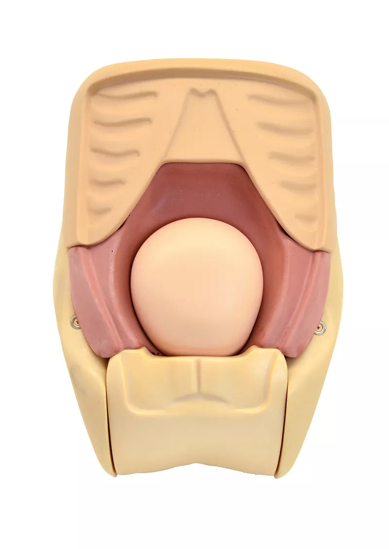 Erler-Zimmer Simulator zur Uterus - Rückbildungsuntersuchung