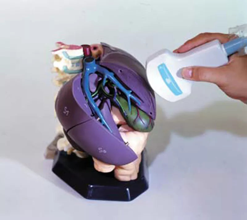 Erler-Zimmer Anatomisches Modell für Ultraschallausbildung