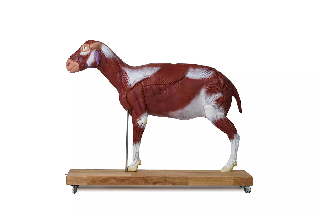 Erler-Zimmer Schafmodell, 12-teilig, 2/3 natürliche Größe