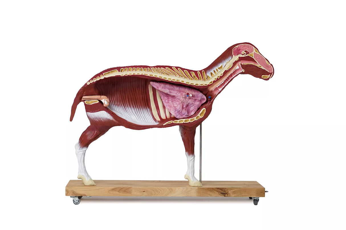Erler-Zimmer Schafmodell, 12-teilig, 2/3 natürliche Größe