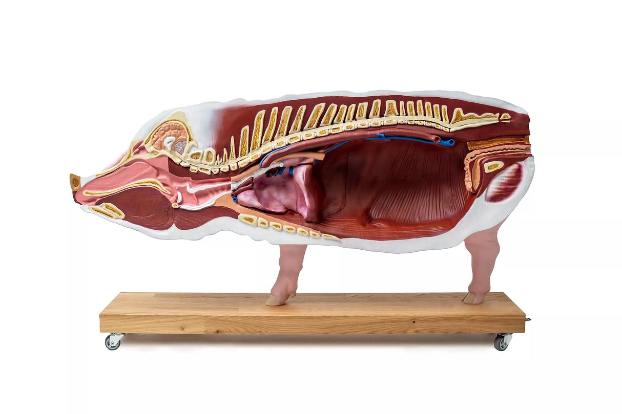 Erler-Zimmer Didaktisches Schweinemodell, 20-teilig, 1/2 natürliche Größe