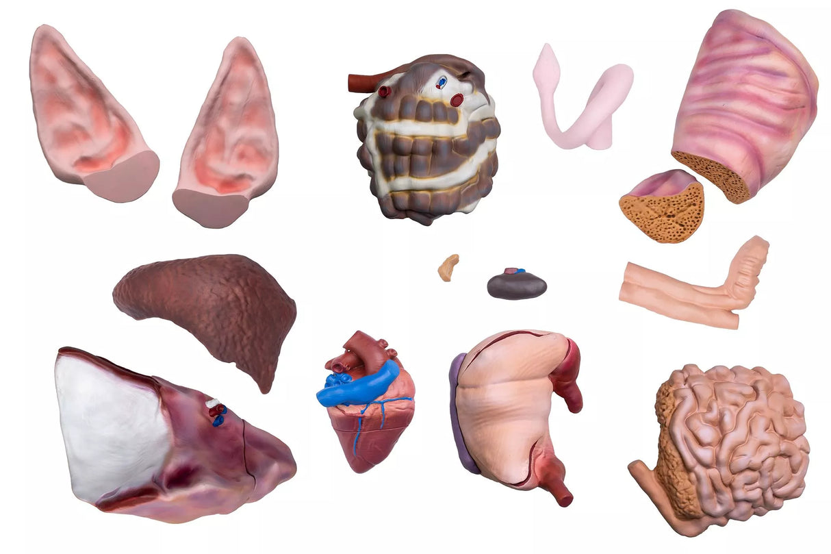 Erler-Zimmer Didaktisches Schweinemodell, 20-teilig, 1/2 natürliche Größe