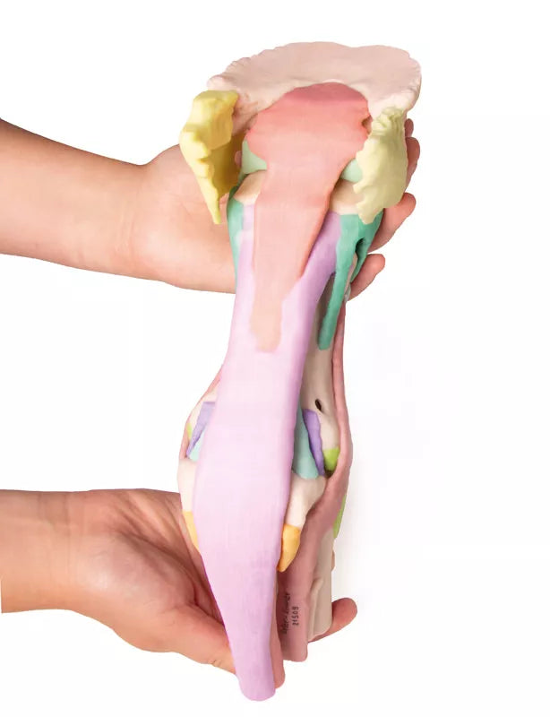 Erler-Zimmer Fuß des Pferdes als Modell - Modell 1