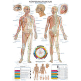 Erler-Zimmer Anatomische Lehrtafel  "Körperakupunktur"