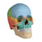 Anatomie