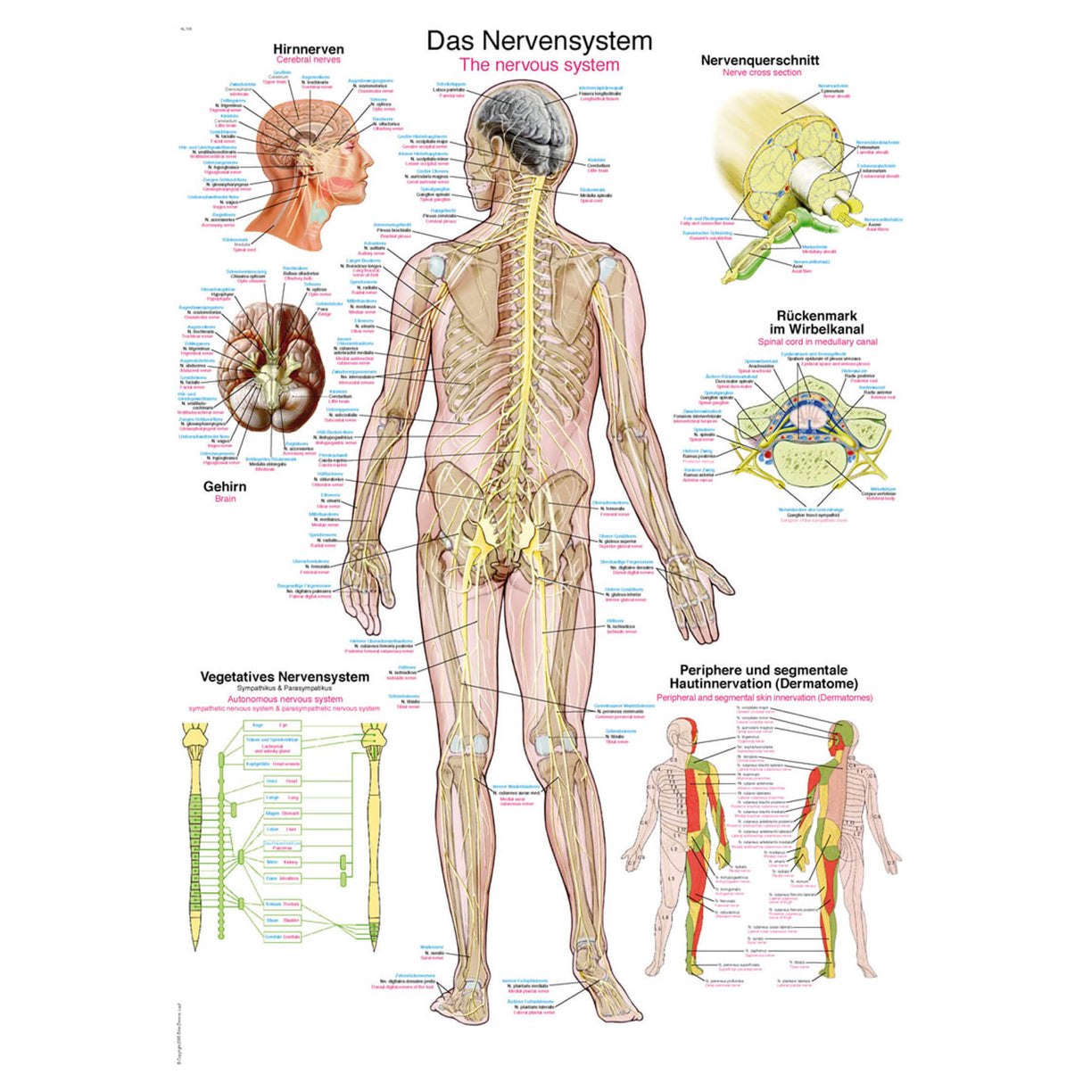 Erler-Zimmer Anatomische Lehrtafel "Das Nervensystem"