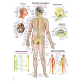 Erler-Zimmer Anatomische Lehrtafel "Das Nervensystem"
