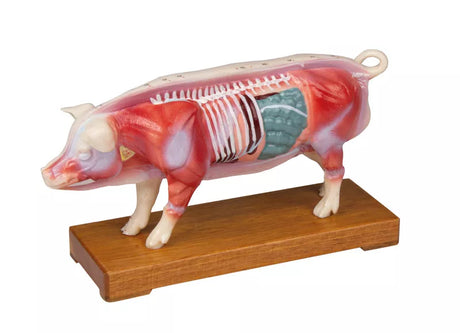Erler-Zimmer Akupunktur Figur Modell Schwein