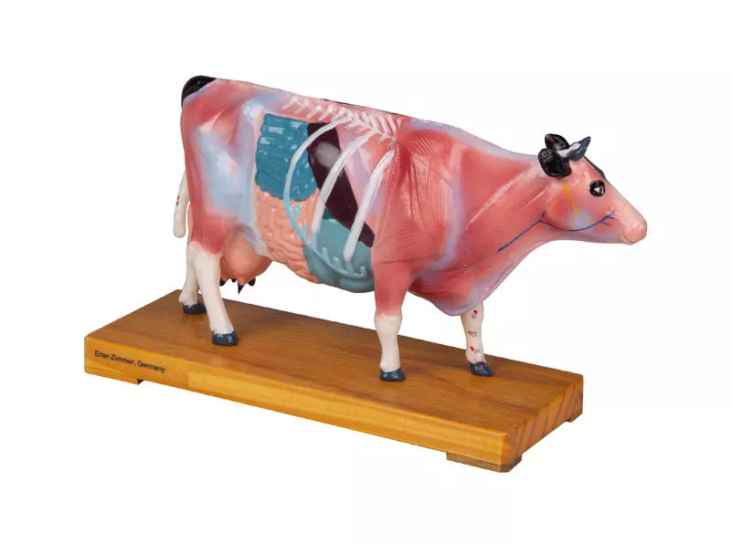 Erler-Zimmer Akupunktur Figur Modell Kuh