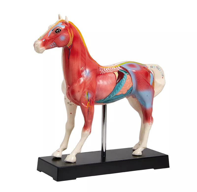 Erler-Zimmer Akupunktur Figur Modell Pferd