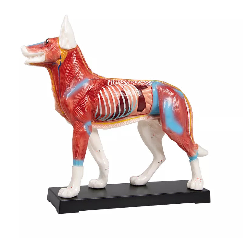 Erler-Zimmer Akupunktur Figur Modell Hund