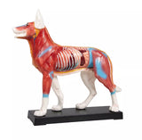 Erler-Zimmer Akupunktur Figur Modell Hund