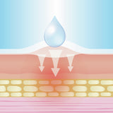 Lifemed transparent Hühneraugenpflaster - 4,5 cm x 2,2 cm