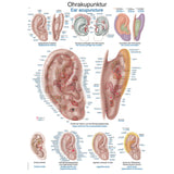 Erler-Zimmer Anatomische Lehrtafel "Ohrakupunktur"