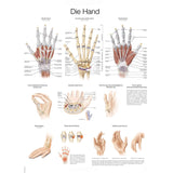 Erler-Zimmer Anatomische Lehrtafel "Die Hand"