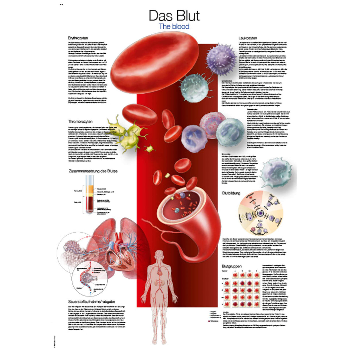 Erler-Zimmer Anatomische Lehrtafel "Das Blut"