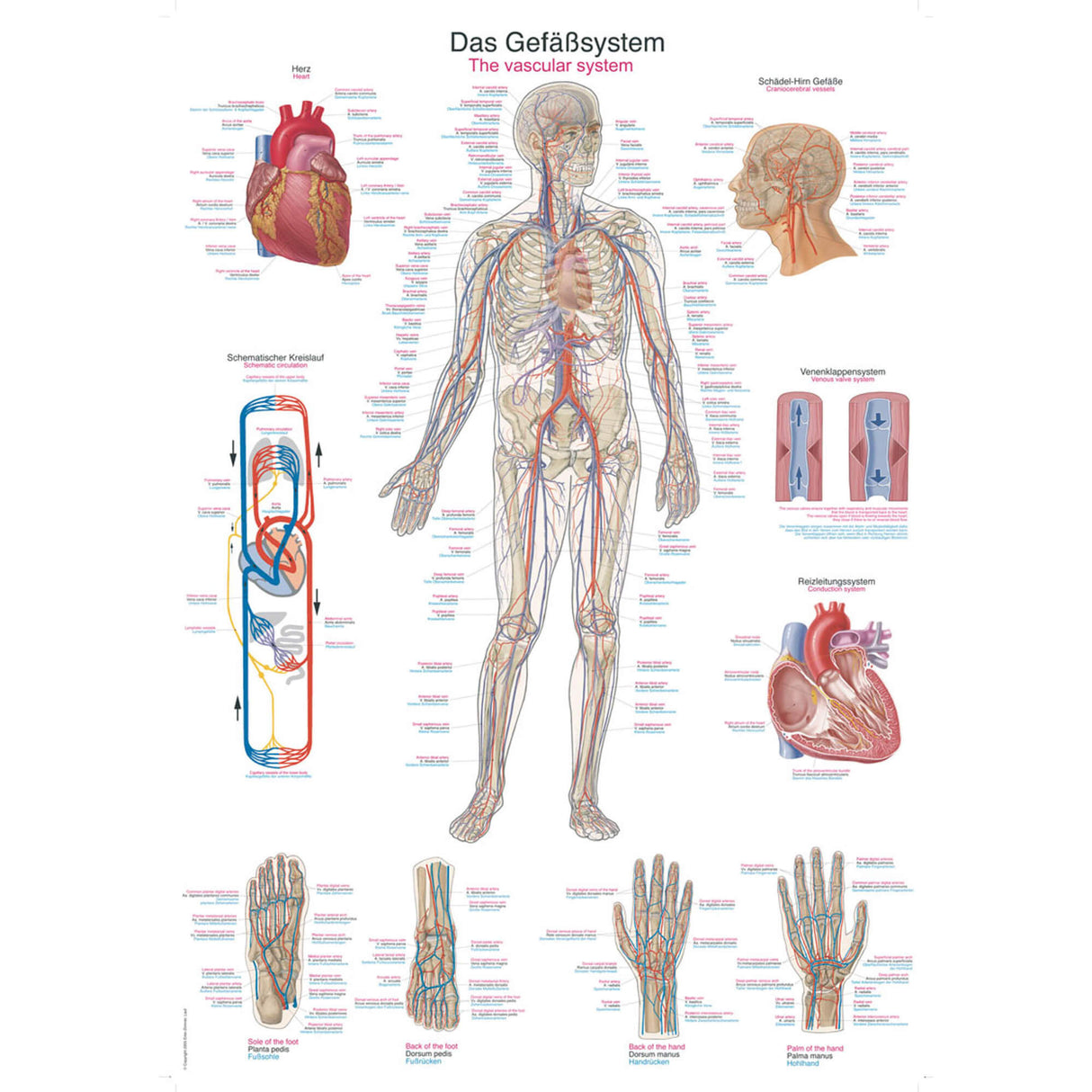 Erler-Zimmer Anatomische Lehrtafel "Das Gefäßsystem"
