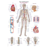 Erler-Zimmer Anatomische Lehrtafel "Das Gefäßsystem"