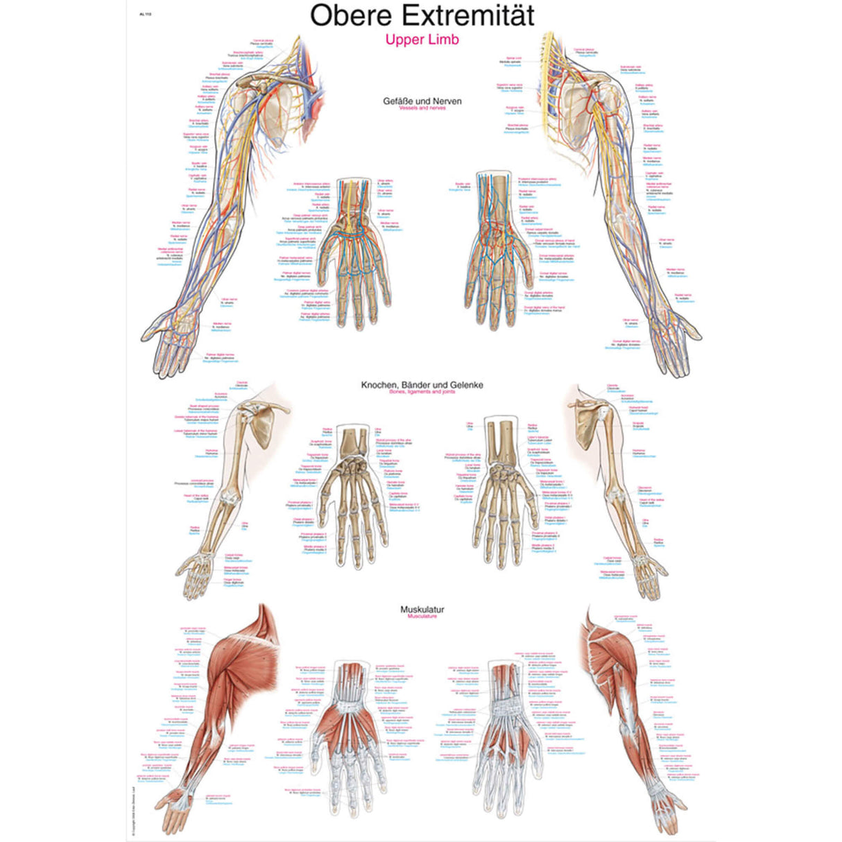 Erler-Zimmer Anatomische Lehrtafel "Obere Extremität"