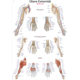 Erler-Zimmer Anatomische Lehrtafel "Obere Extremität"