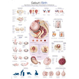 Erler-Zimmer Anatomische Lehrtafel "Geburt"