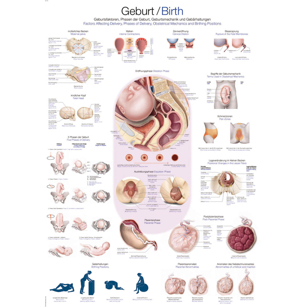 Erler-Zimmer Anatomische Lehrtafel "Geburt"