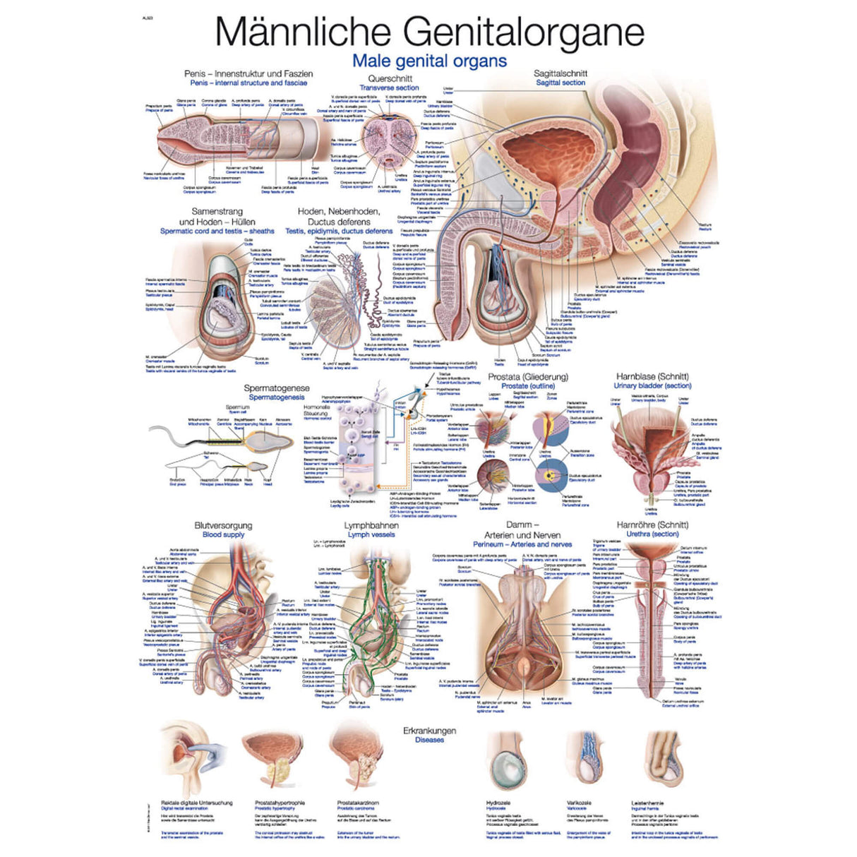 Erler-Zimmer Anatomische Lehrtafel "Männliche Genitalorgane"