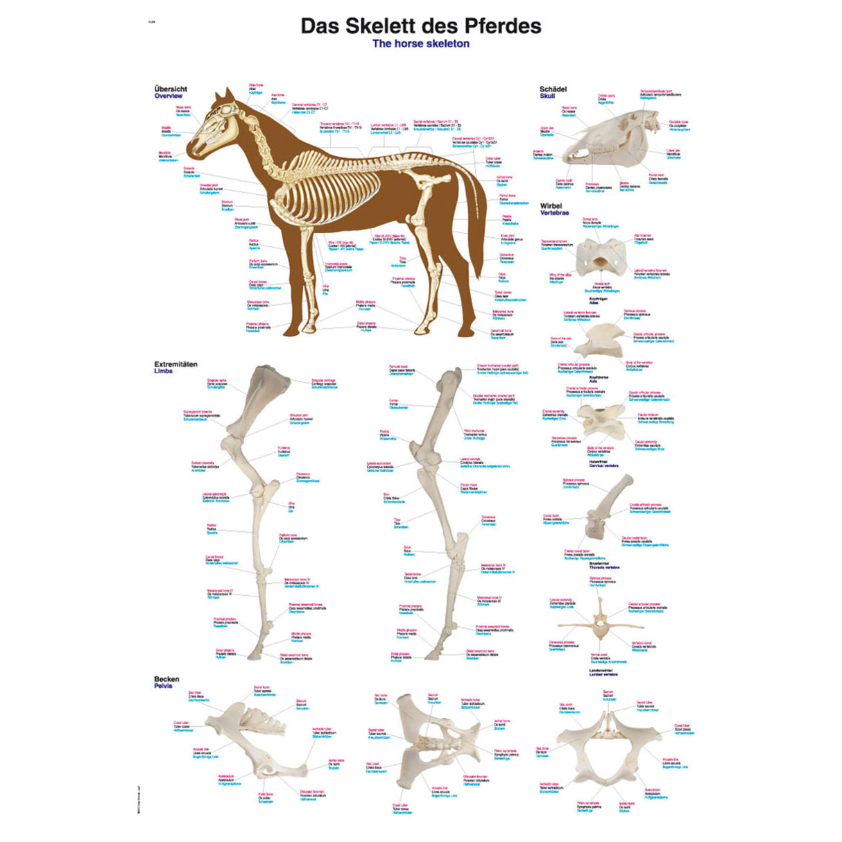 Erler-Zimmer Anatomische Lehrtafel "Das Skelett des Pferdes"