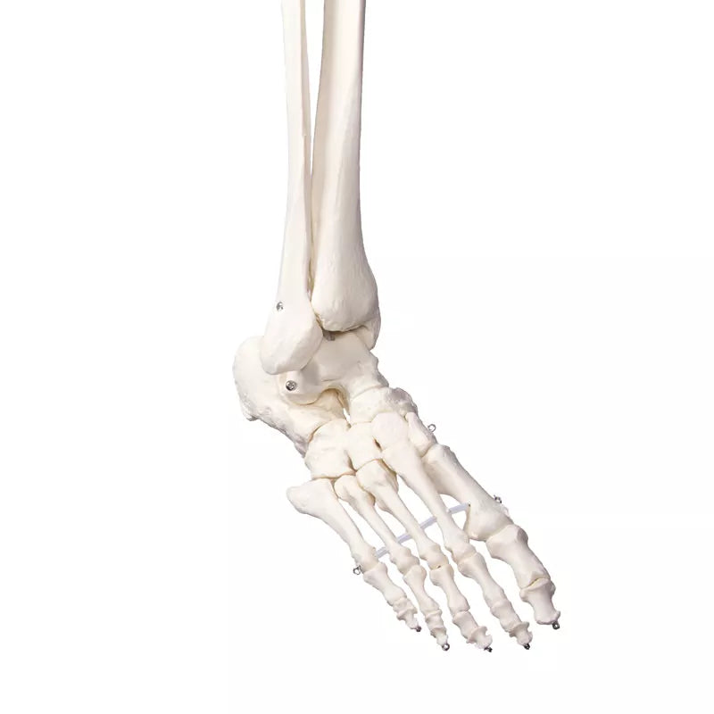 Erler-Zimmer Schulskelett Modell „Oscar“