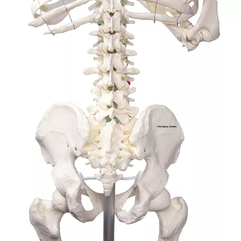 Erler-Zimmer Schulskelett Modell „Oscar“