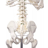 Erler-Zimmer Schulskelett Modell „Oscar“
