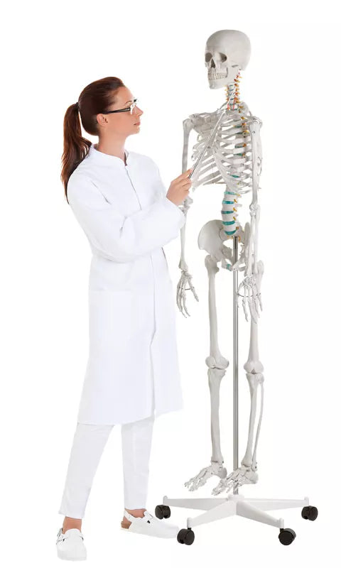 Erler-Zimmer Schulskelett Modell „Oscar“