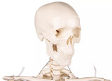 Erler-Zimmer Miniatur Skelett Modell „Tom“