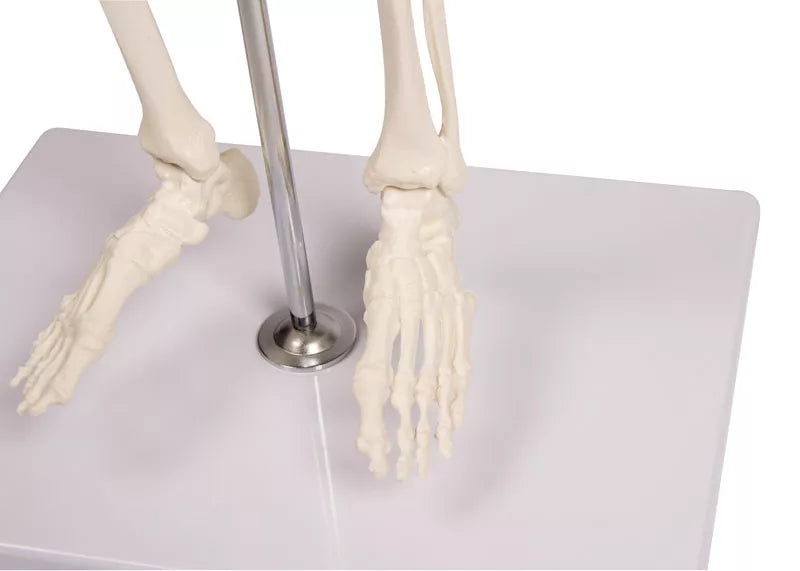 Erler-Zimmer Miniatur Skelett Modell „Tom“