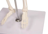Erler-Zimmer Miniatur Skelett Modell „Tom“