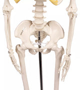 Erler-Zimmer Miniatur Skelett Modell „Tom“