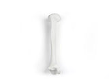 Erler-Zimmer Schienbein Modell Tibia